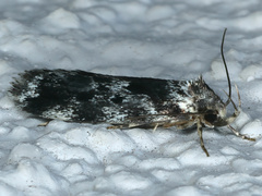 Barea confusella