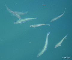 Aldrichetta forsteri