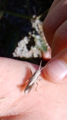 Phaulacridium marginale