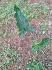 Arum palaestinum