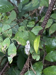 Problepsis vulgaris
