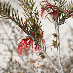 Melaleuca quadrifida