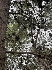 Pinus