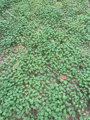 Oxalis pes-caprae