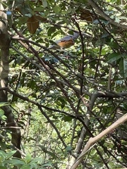 Turdus hortulorum