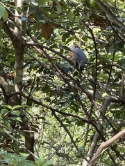 Turdus hortulorum
