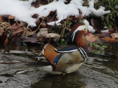 Aix galericulata