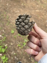 Pinus