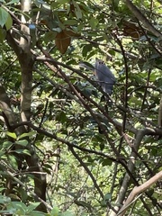Turdus hortulorum