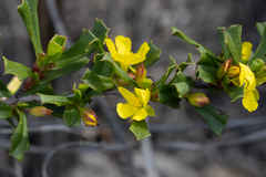 Hibbertia subvaginata