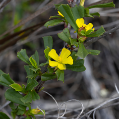 Hibbertia subvaginata
