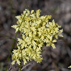 Oligarrhena micrantha