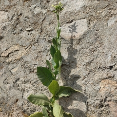 Nicotiana tabacum