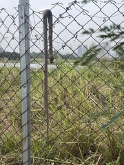 Fowlea flavipunctata