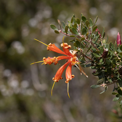 Lambertia inermis