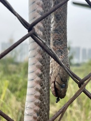 Fowlea flavipunctata