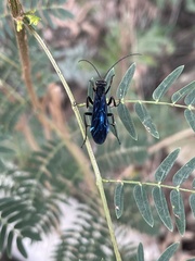 Leptodialepis bipartitus