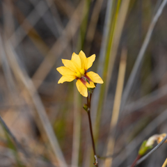 Goodenia trinervis