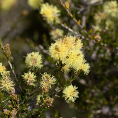 Melaleuca thymoides