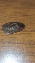 Homoeogamia mexicana