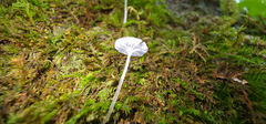 Delicatula integrella