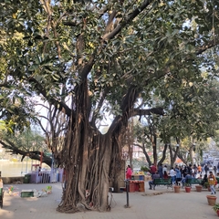 Ficus elastica
