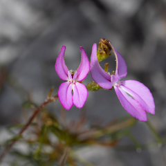 Stylidium macranthum