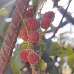 Mallotus philippensis