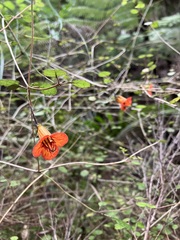 Rhabdothamnus solandri