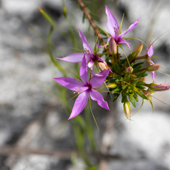 Calytrix decandra