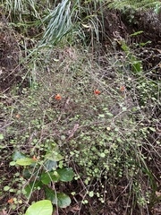 Rhabdothamnus solandri