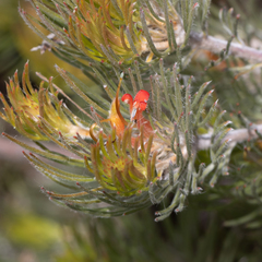 Adenanthos sericeus