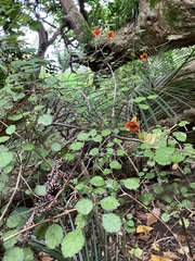 Rhabdothamnus solandri