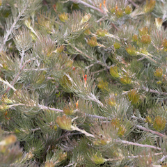 Adenanthos sericeus