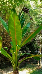 Ensete superbum