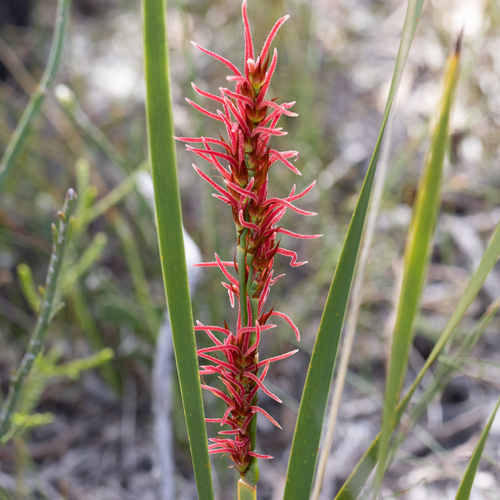 Anarthria scabra (Anarthria scabra)
