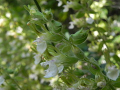 Teucrium flavum