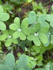 Oxalis pes-caprae