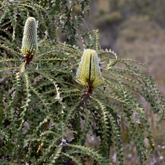 Banksia speciosa