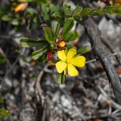 Hibbertia subvaginata