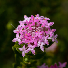 Pimelea ferruginea