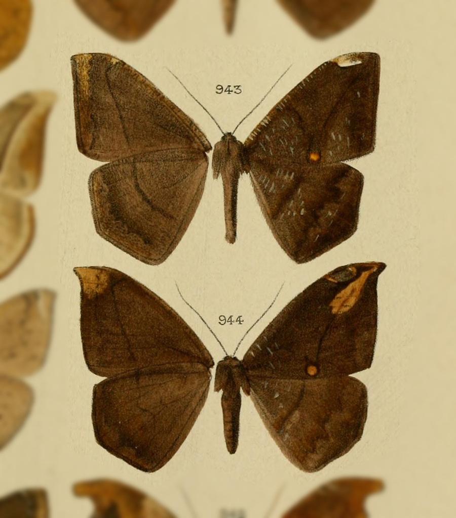 Oxydia herbertina