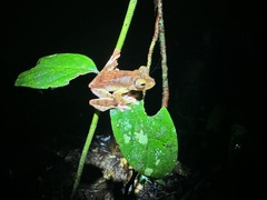 Rhacophorus pardalis