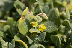 Tetragonia decumbens