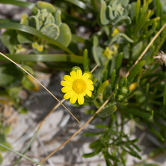 Senecio pinnatifolius