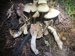 Agaricus deardorffensis