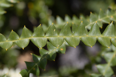 Banksia speciosa