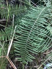 Gleichenia