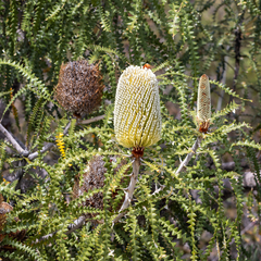 Banksia speciosa