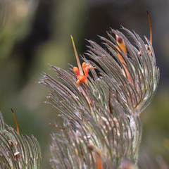 Adenanthos sericeus